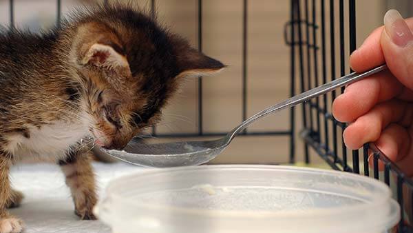 تغذیه بچه گربه از 4 تا 8 هفتگی