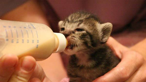 تغذیه بچه گربه با شیر خشک