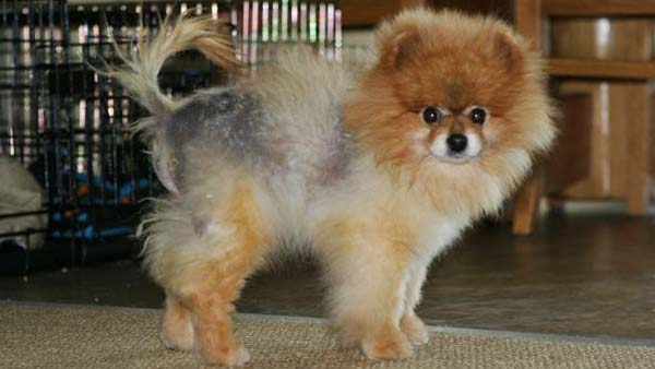 آلوپسی و ریزش مو در سگ نژاد Pomeranian