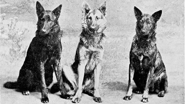 تاریخچه سگ نژاد ژرمن شپرد