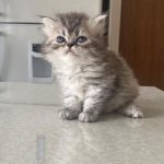 واگذاری گربه پرشین 2 ماهه