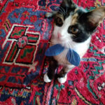 گربه به اسم ملوس در تبریز