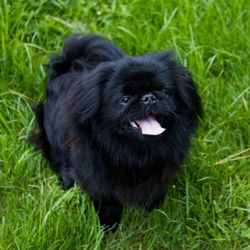 black-pekingese-dog
