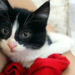بچه گربه ۲.۵ ماهه…پیدا شده..لطفاً کمک کنین برای سرپرستیش🙏🏻🥺