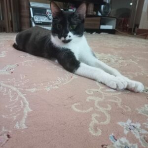 واگذاری گربه نر ۱۰ ماهه