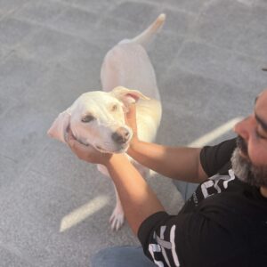 واگذاري سگ مهربان و بازيگوش