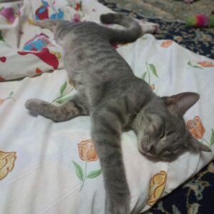 گربه DSH ماده ۸ماهه