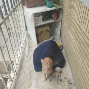واگذاری گربه ماده
