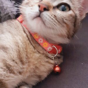 واگذاری گربه dsh