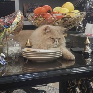 واگذاری گربه پرشین نر عقیم شده یکسال ونیمه