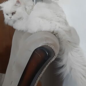 واگذاری گربه پرشین کلاسیک