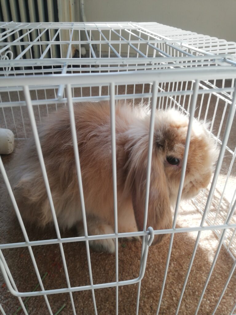 خرگوش لوپ سه ماهه تربیت شده و سالم