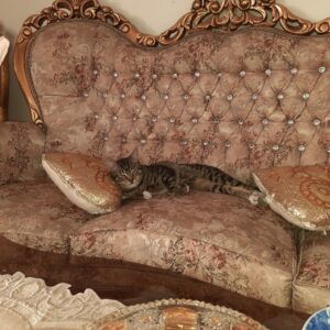 گربه نر ۱۰ ماه
