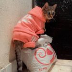 واگذاری رایگان گربه کم بینا-فقط تهران