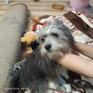 سگ نژاد پامر/شیتزو