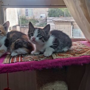 واگذاری رایگان دو فرشته کوچولوی 35 روزه