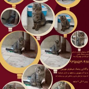پشمک شیطونو مهربون