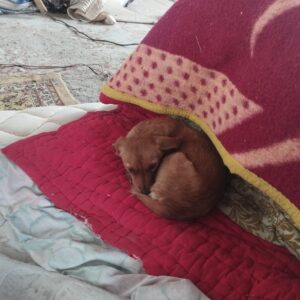 سگ دزدیده شده