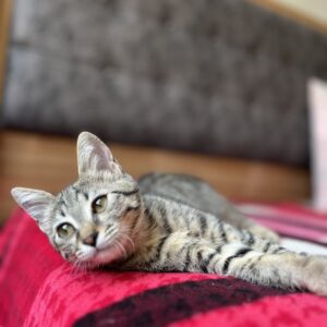 بچه گربه شيطون و بامزه