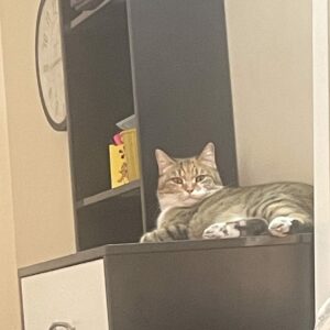 واگذاري گربه Dsh