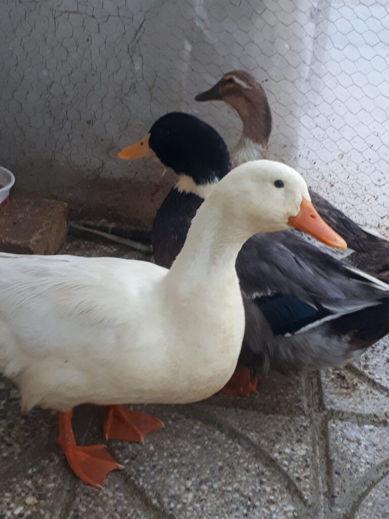 ۱ جفت اردک نر و ماده و ۱ مرغابی نر