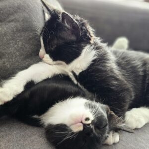 دو بچه گربه نر ۲ماهه dsh