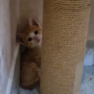 واگذاری بچه گربه ماده نارنجی ۱.۵ ماهه