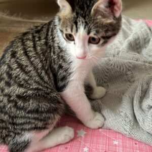 واگذاری بچه گربه سه ماهه