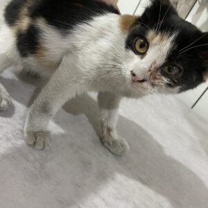 واگذاری گربه DSH