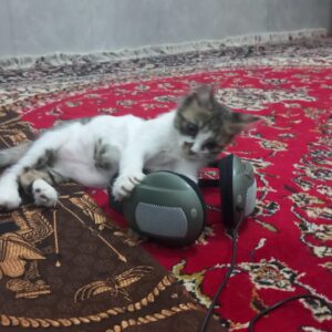 گربه dsh بامزه ۵ ماهه پشمالو