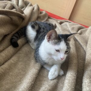 گربه dsh ماده بسیار ناز و بازیگوش ۶ ماهه