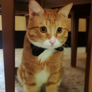 گربه مهربان وباهوش