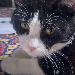 گربه dsh