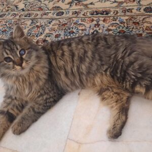 واگذاری گربه دستی و مهربون