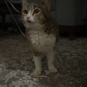 پیشی ترسو پشمالو