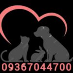 فروش پودل و توی پودل