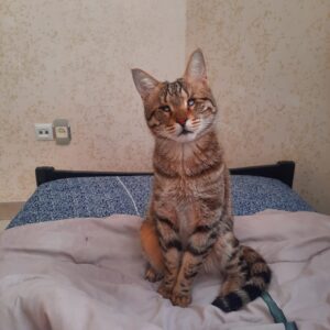 واگذاری گربه نر نابینا