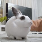 واگذاری خرگوش داچ فقط به سرپرست متعهد