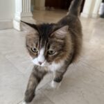 واگذاری ترمه خانم 6ساله