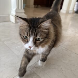 واگذاری ترمه خانم 6ساله
