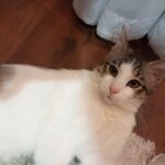 واگذاری گربه باشعور رایگان