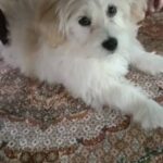 توله سگ ماده پامر اشپیتز پاکوتاه