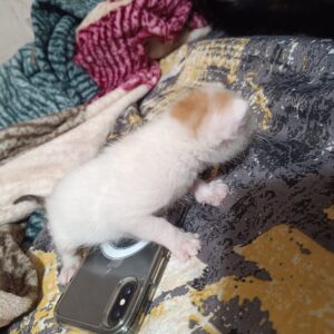واگذاری سه عدد گربه