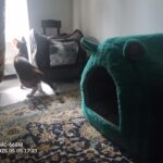 واگذاری گربه به نام سیسی نابینا