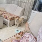 سگ پامر اشپیتز