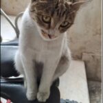 واگذاری گربه ماده یکساله عقیم شده