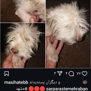 سگ شیتزو گمشده مژگانی داده میشود