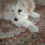 توله سگ ماده پامر اشپیتز پاکوتاه