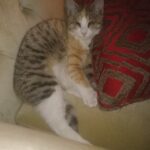 واگذاری گربه به نام سیسی نابینا