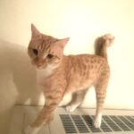 واگذاری آقای آرسِن( گربه نارنجی) یکساله